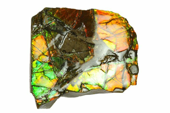 Iridescent Ammolite (Fossil Ammonite Shell) - Alberta, Canada #143620